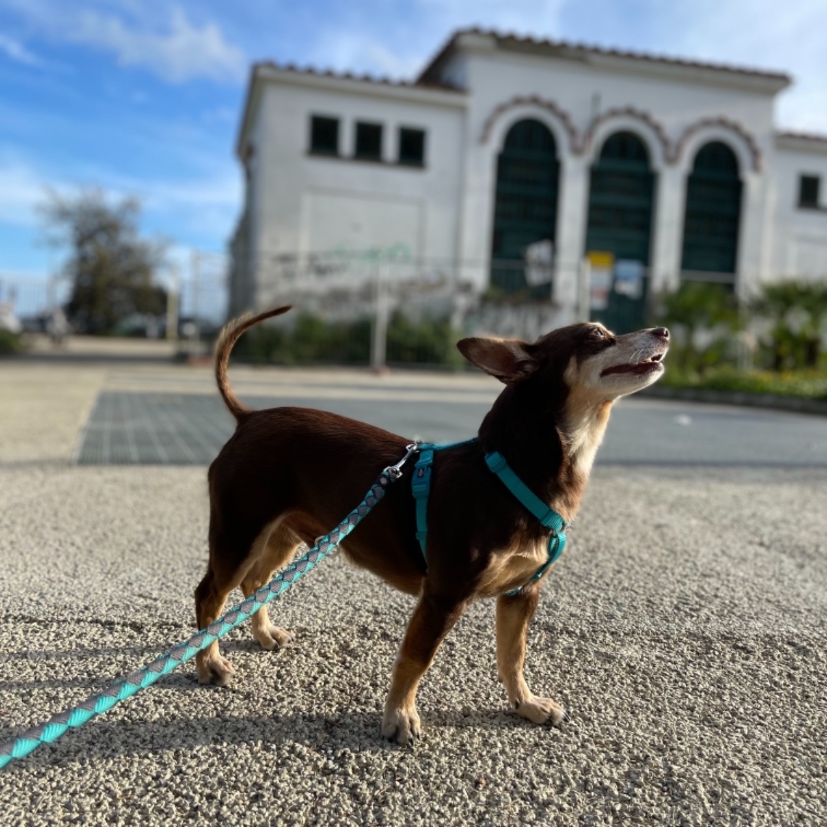 cane marrone nocciola di piccola taglia al guinzaglio durante una passeggiata