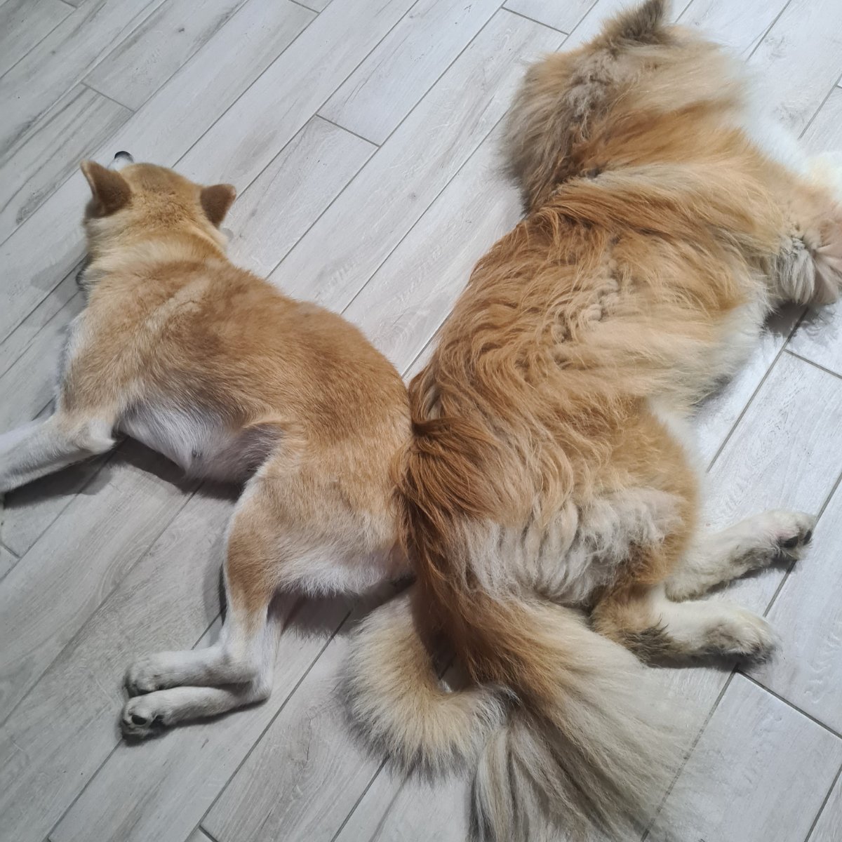 Due Akita Inu che stanno facendo un sonnellino sul pavimento di casa
