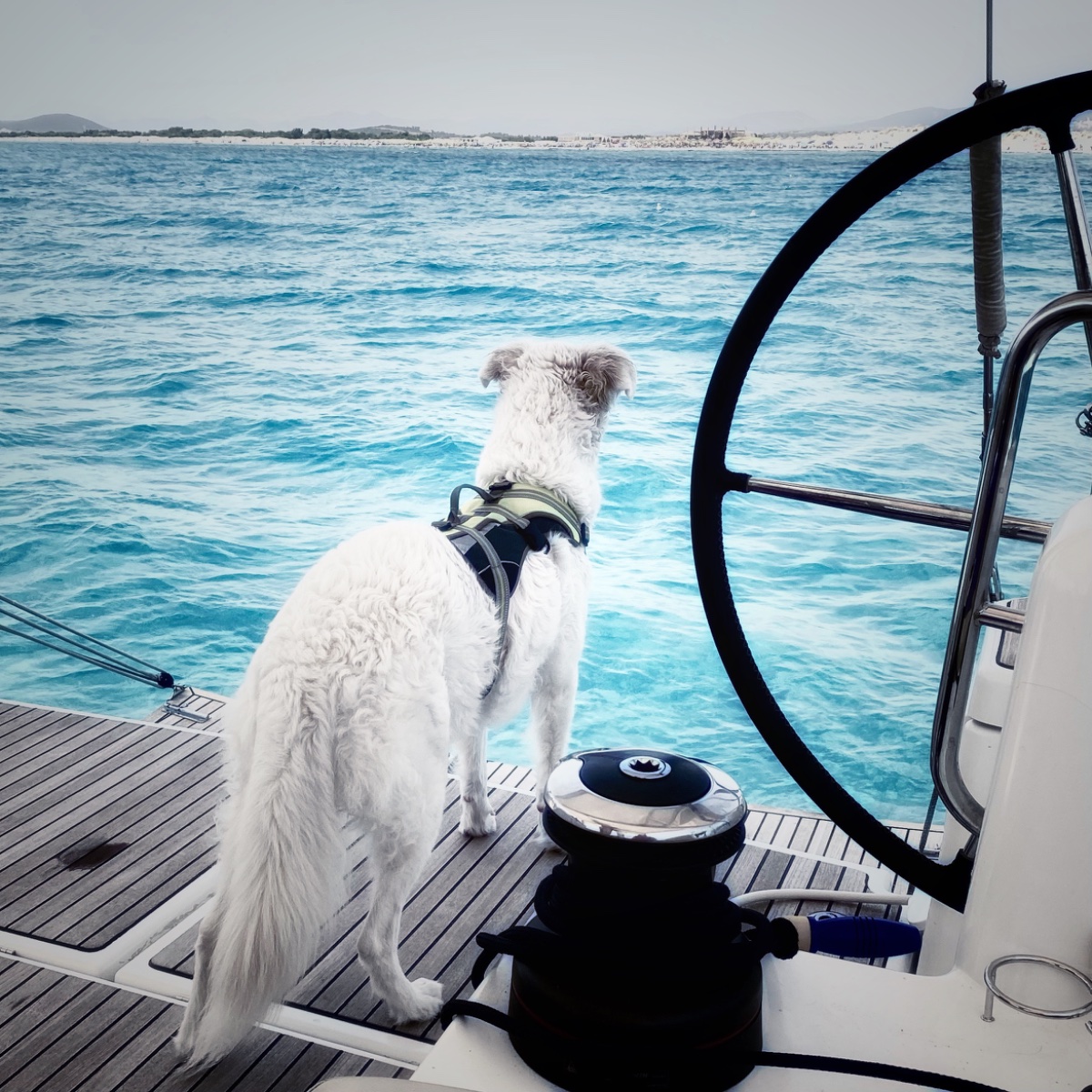 un cane bianco sulla sponda di una barca a vela mentre guarda il mare azzurro 