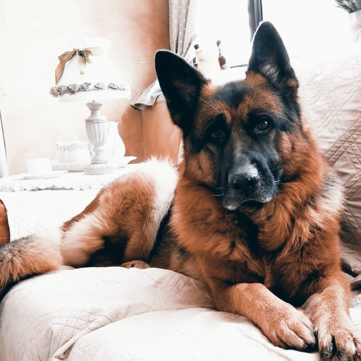 cane da pastore tedesco gsd sdraiato sul divano di casa