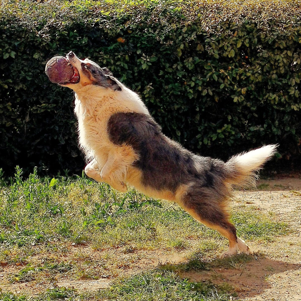 un cane border collie bianco nero e marrone che salta per prendere una palla in bocca