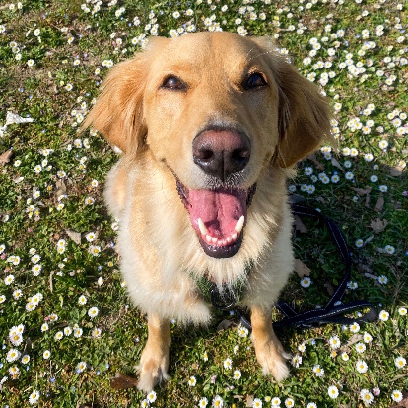 cane simil golden guarda verso l'obiettivo con uno sguardo felice e sorridente, su un prato di margherite